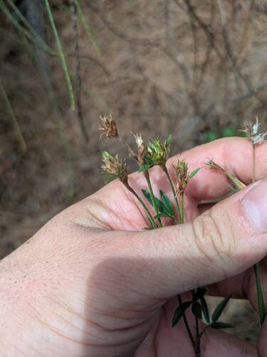 Stylosanthes scabra observed 2025-09-17