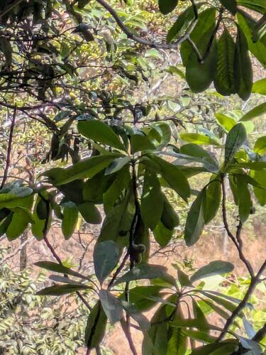Pittosporum confertiflorum, photograph 2