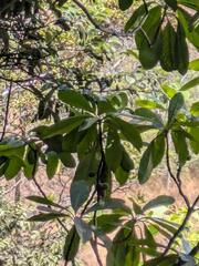 (c) Kevin Faccenda, some rights reserved (CC BY) Pittosporum confertiflorum, photograph (c) Kevin Faccenda, some rights reserved (CC BY)