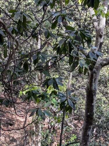 Ho'awa (Pittosporum confertiflorum)