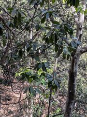 Pittosporum confertiflorum