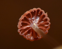 Mycena luxfoliicola