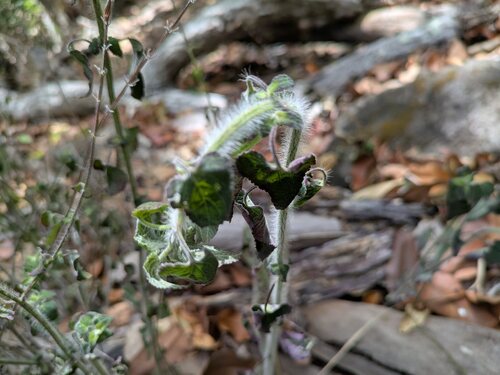 Salvia coccinea observed 2025-09-17