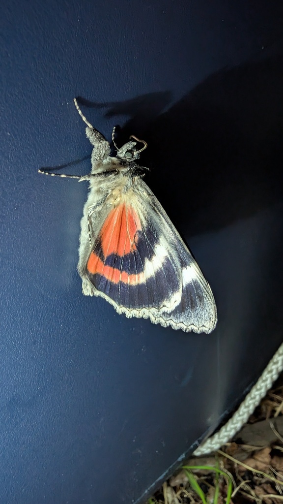 Briseis Underwing Moth