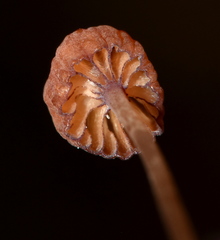 Mycena luxfoliicola