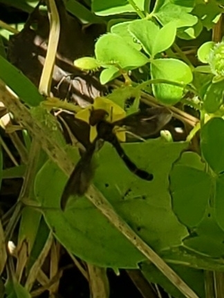 Unknown species found near Lexington, KY 40515, USA