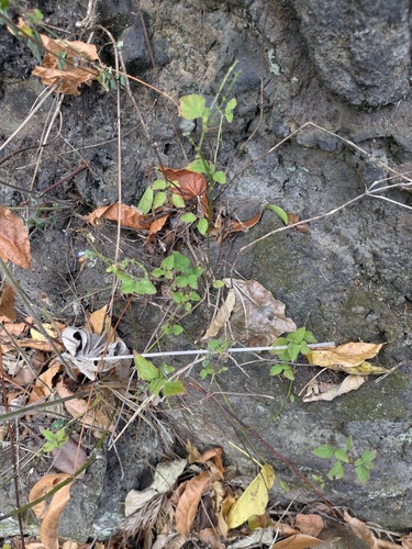 Salvia occidentalis observed 2025-09-17
