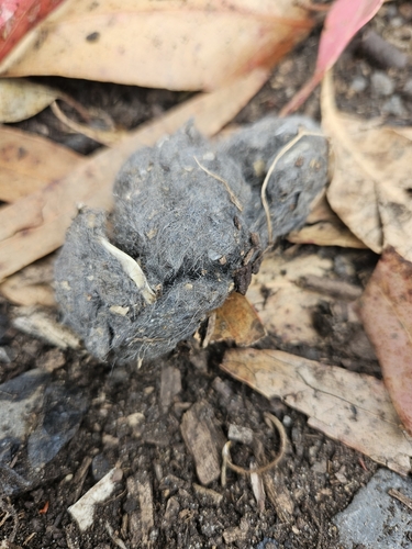 View observation of {o.common_name} on iNaturalist
