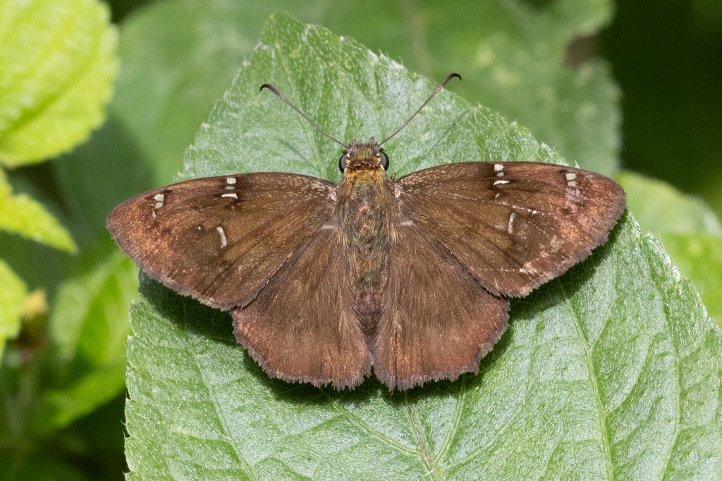 Reduced-saddle Skipper