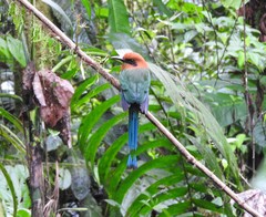 Broad-Billed Motmot photo 2