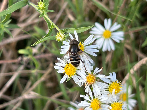 Unknown species found near Lexington, KY, US