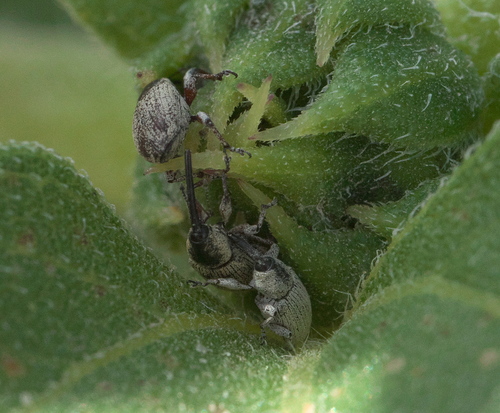 Gray Sunflower Seed Weevil photo 5