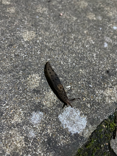 Limax maximus