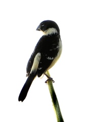 Sporophila morelleti