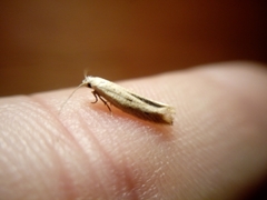 Elachistidae