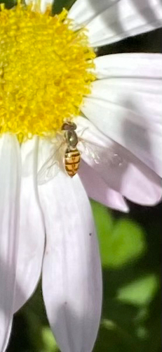 Unknown species found near 12th St, Ames, IA, US