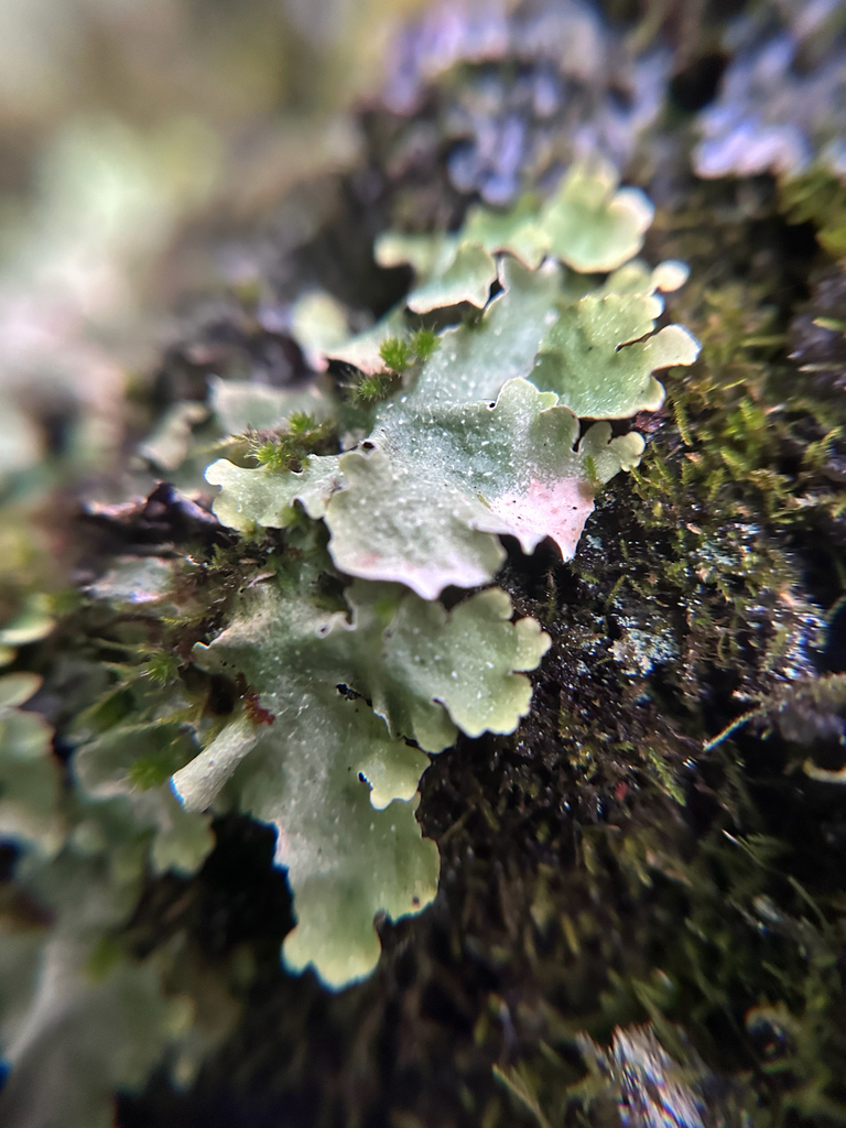 Flavopunctelia darrowii