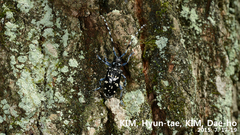 Anoplophora chinensis