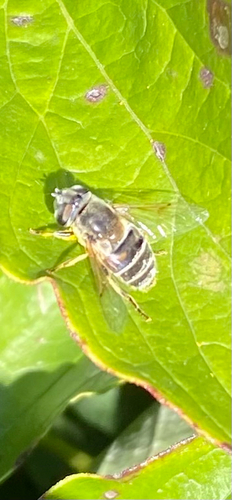 Unknown species found near Burnett Ave, Ames, IA, US
