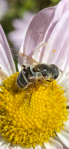 Unknown species found near Clark Ave, Ames, IA, US