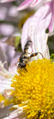 Unknown species found near Burnett Ave, Ames, IA, US