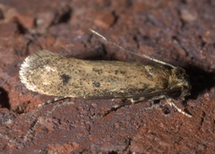 Niditinea orleansella