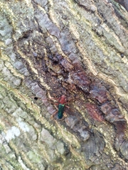 Compsocerus violaceus