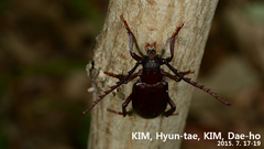 Prionus insularis