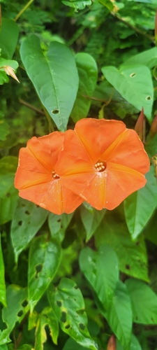Operculina pteripes (Operculina pteripes)