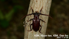 Prionus insularis