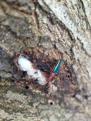 Compsocerus violaceus