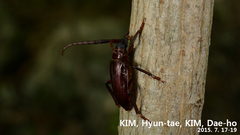 Prionus insularis