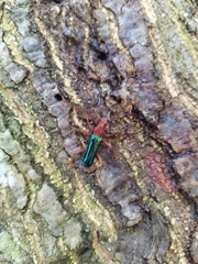 Compsocerus violaceus