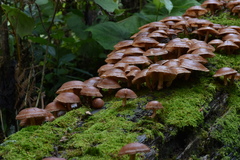 Lentinula boryana