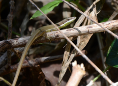Green Grass Lizard photo 3