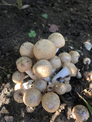 Armillaria mellea
