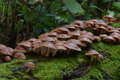 Lentinula boryana