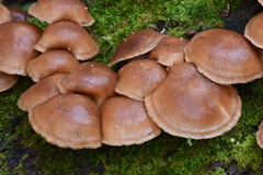 Lentinula boryana