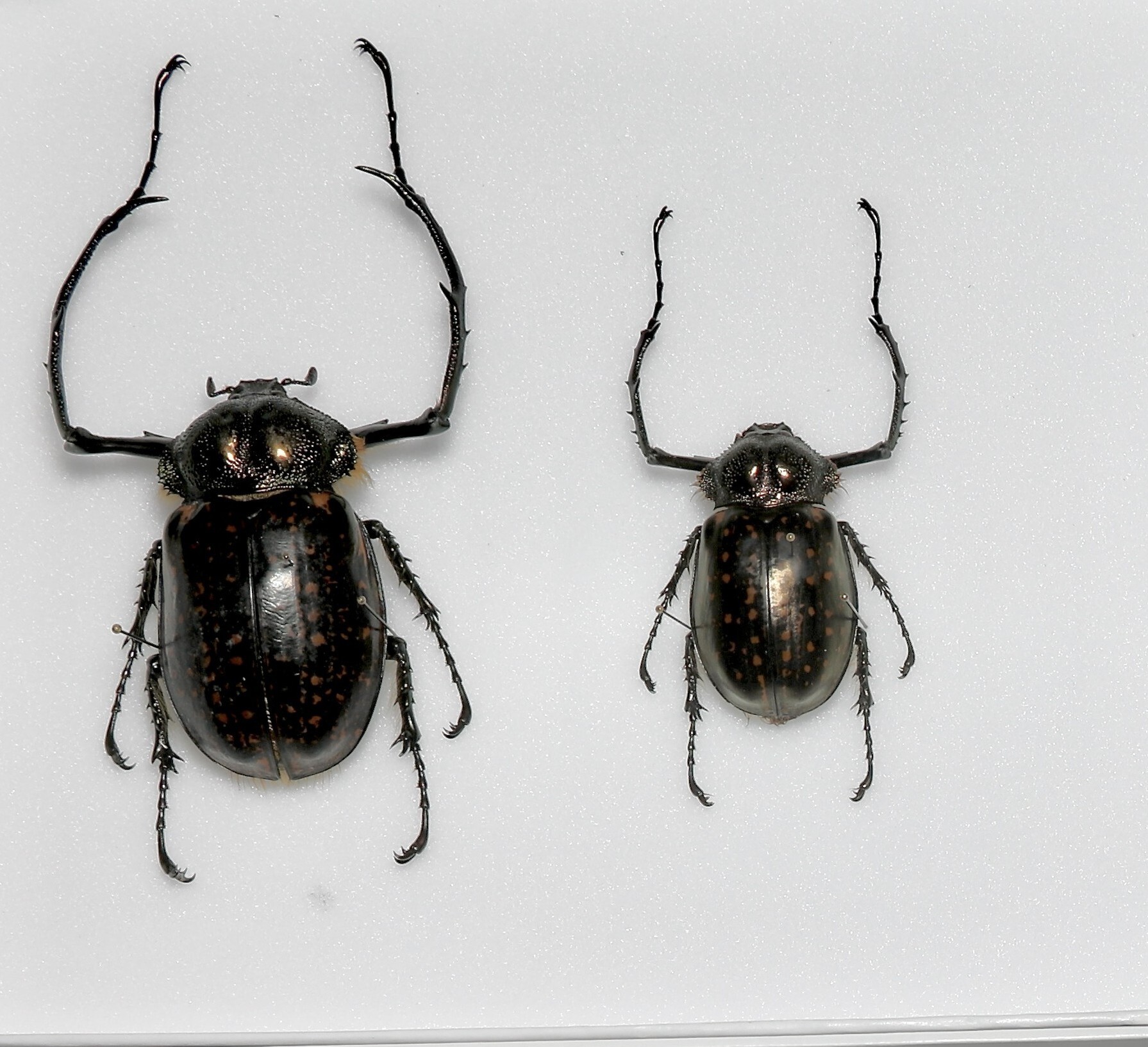Cheirotonus battareli