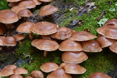 Lentinula boryana