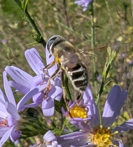 Unknown species found near Menomonie, WI 54751, USA