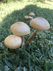 Armillaria mellea