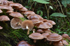 Lentinula boryana