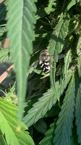 Unknown species found near E River Rd, Otis Orchards, WA, US