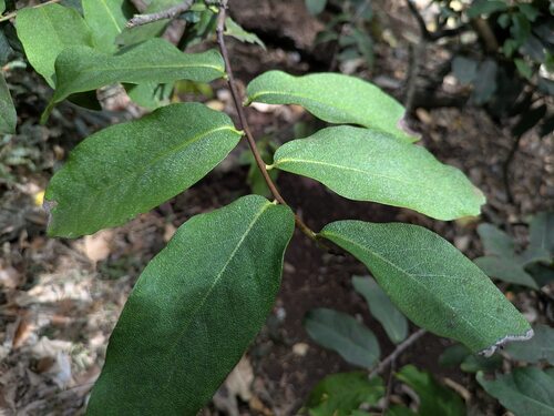 Diospyros hillebrandii observed 2025-09-17