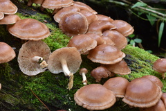 Lentinula boryana