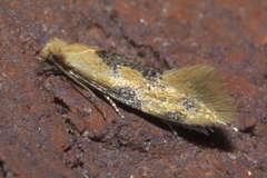 Hybroma servulella