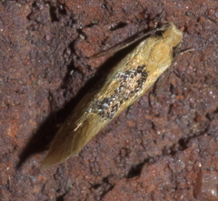 Hybroma servulella