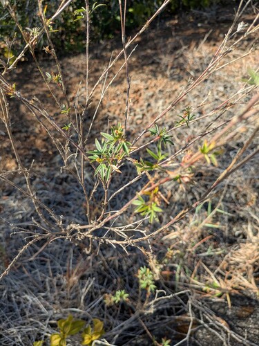 Stylosanthes scabra, 2025-09-17