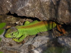 Lacerta agilis